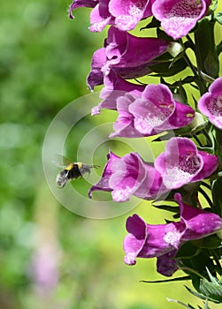 White tailed bumble bee hovering above a foxglove flower