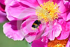 Bumble bee in flight next to a pink peony flower