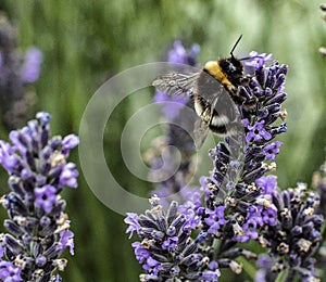 White tailed Bumblebee feeding on lavender Flowers