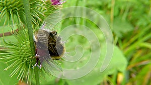 White-tailed bumblebee on thistle