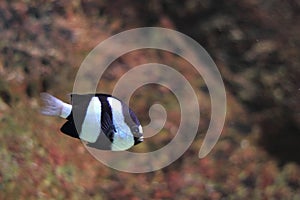 White-tailed damselfish