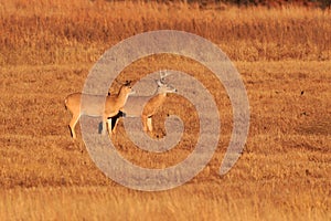 White Tailed Deer