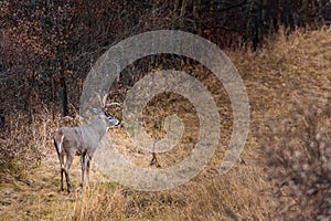 White-Tailed Deer