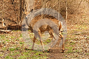 White-tailed Deer