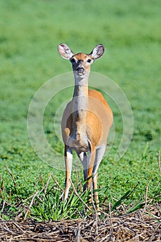 White-tailed deer