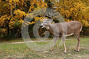 White tailed deer