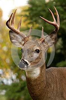 White Tailed Deer photo