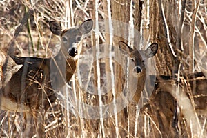 White tailed deer