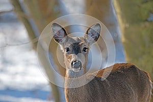 White-tailed deer