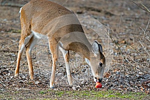 White-tailed deer