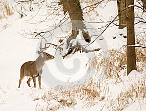 White Tailed Deer