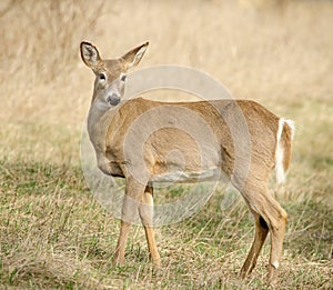 White-tailed Deer