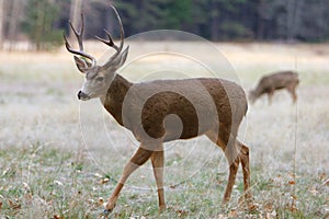 White-tailed Deer photo