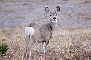 White tailed deer