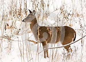 White Tailed Deer