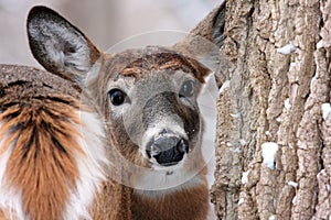 White Tailed Deer