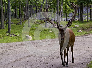 White tailed deer