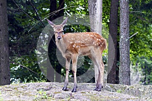 White tailed deer