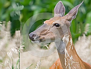 White-tailed Deer