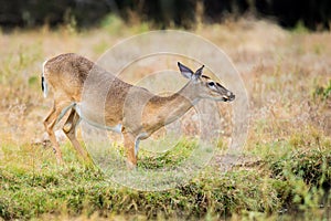 White-tailed Deer