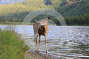 white-tailed deer at a alpine lake, Glacier National Park, Montana,USA