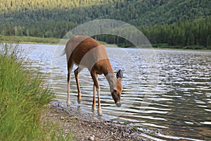 white-tailed deer at a alpine lake, Glacier National Park, Montana,USA