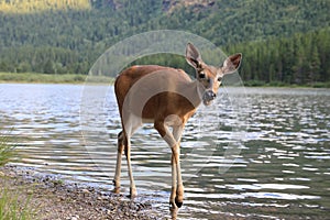white-tailed deer at a alpine lake, Glacier National Park, Montana,USA