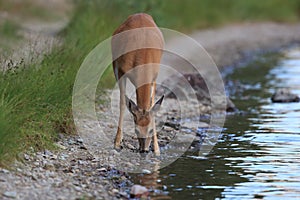 white-tailed deer at a alpine lake, Glacier National Park, Montana,USA