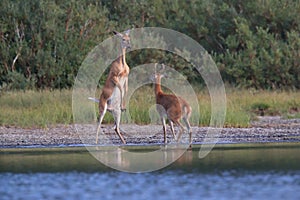 white-tailed deer at a alpine lake, Glacier National Park, Montana,USA