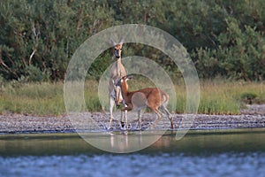 white-tailed deer at a alpine lake, Glacier National Park, Montana,USA