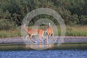 white-tailed deer at a alpine lake, Glacier National Park, Montana,USA