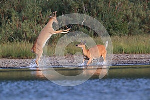 white-tailed deer at a alpine lake, Glacier National Park, Montana,USA