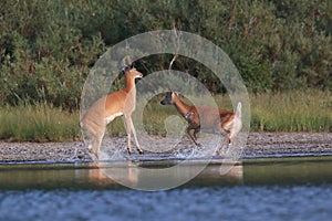 white-tailed deer at a alpine lake, Glacier National Park, Montana,USA