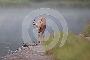 white-tailed deer at a alpine lake, Glacier National Park, Montana,USA