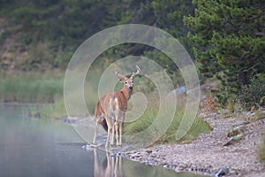 white-tailed deer at a alpine lake, Glacier National Park, Montana,USA