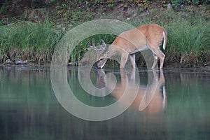 white-tailed deer at a alpine lake, Glacier National Park, Montana,USA