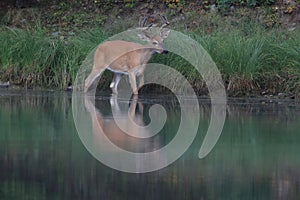 white-tailed deer at a alpine lake, Glacier National Park, Montana,USA