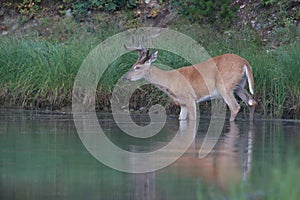 white-tailed deer at a alpine lake, Glacier National Park, Montana,USA