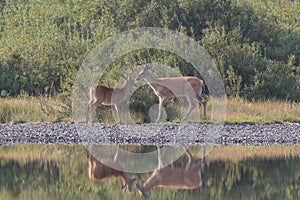 white-tailed deer at a alpine lake, Glacier National Park, Montana,USA