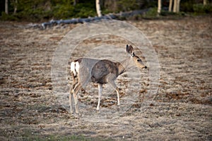 White tailed deer, Arizona, North America