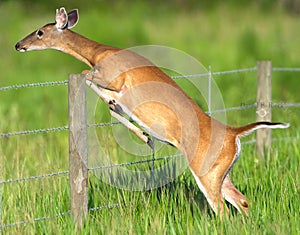 White tailed deer attempting to jump over barbed wire