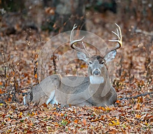 White-tailed deer bedded down