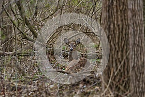 White-tailed Deer bedded down in a forest.