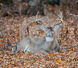 White-tailed deer bedded down photo