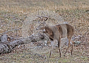 A White Tailed Deer blends in with his surroundings.