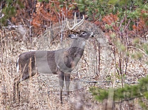 A White Tailed Deer blends in with his surroundings.