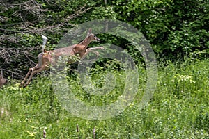 White tailed Deer bounding forward photo