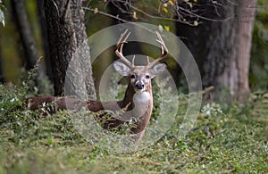 White Tailed Deer Buck