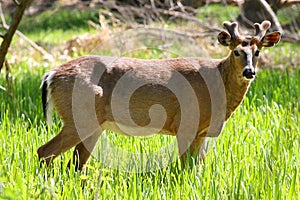 White-tailed Deer Buck