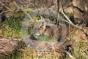 White-tailed Deer buck